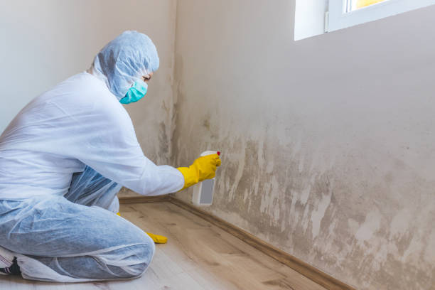 Licensed Black Mold Removal service in Paradise Valley, AZ - WQB Mold Removal