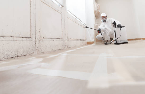 Trusted Black Mold Removal service in Paradise Valley, AZ - WQB Mold Removal